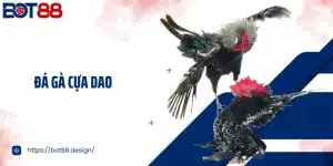 Đá Gà Cựa Dao Bot88 - Xem Những Trận Chiến Đỉnh Cao Mãn Nhãn