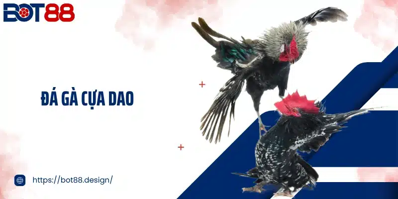 Đá Gà Cựa Dao Bot88 - Xem Những Trận Chiến Đỉnh Cao Mãn Nhãn