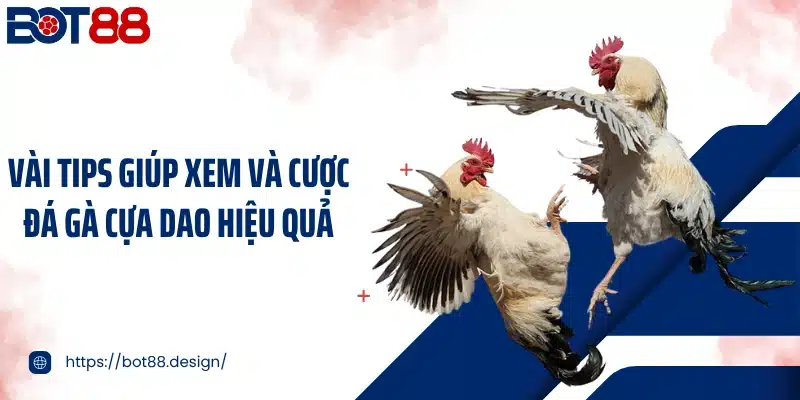 Vài tips giúp xem và cược đá gà cựa dao hiệu quả